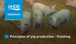 Principles of pig production - finishing
